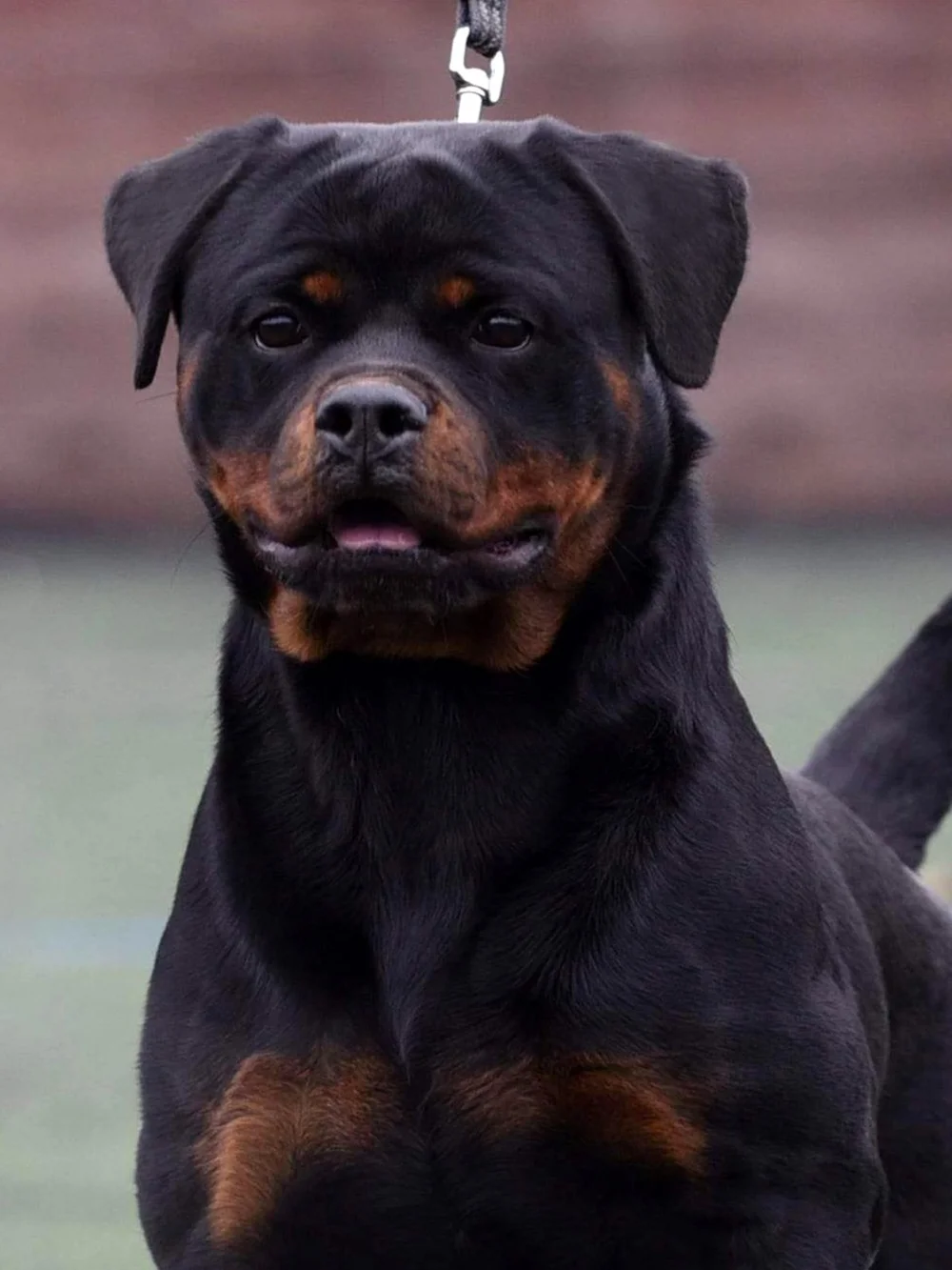 DKV Rottweilers | German Rottweiler Puppies For Sale | Rico-Sophie