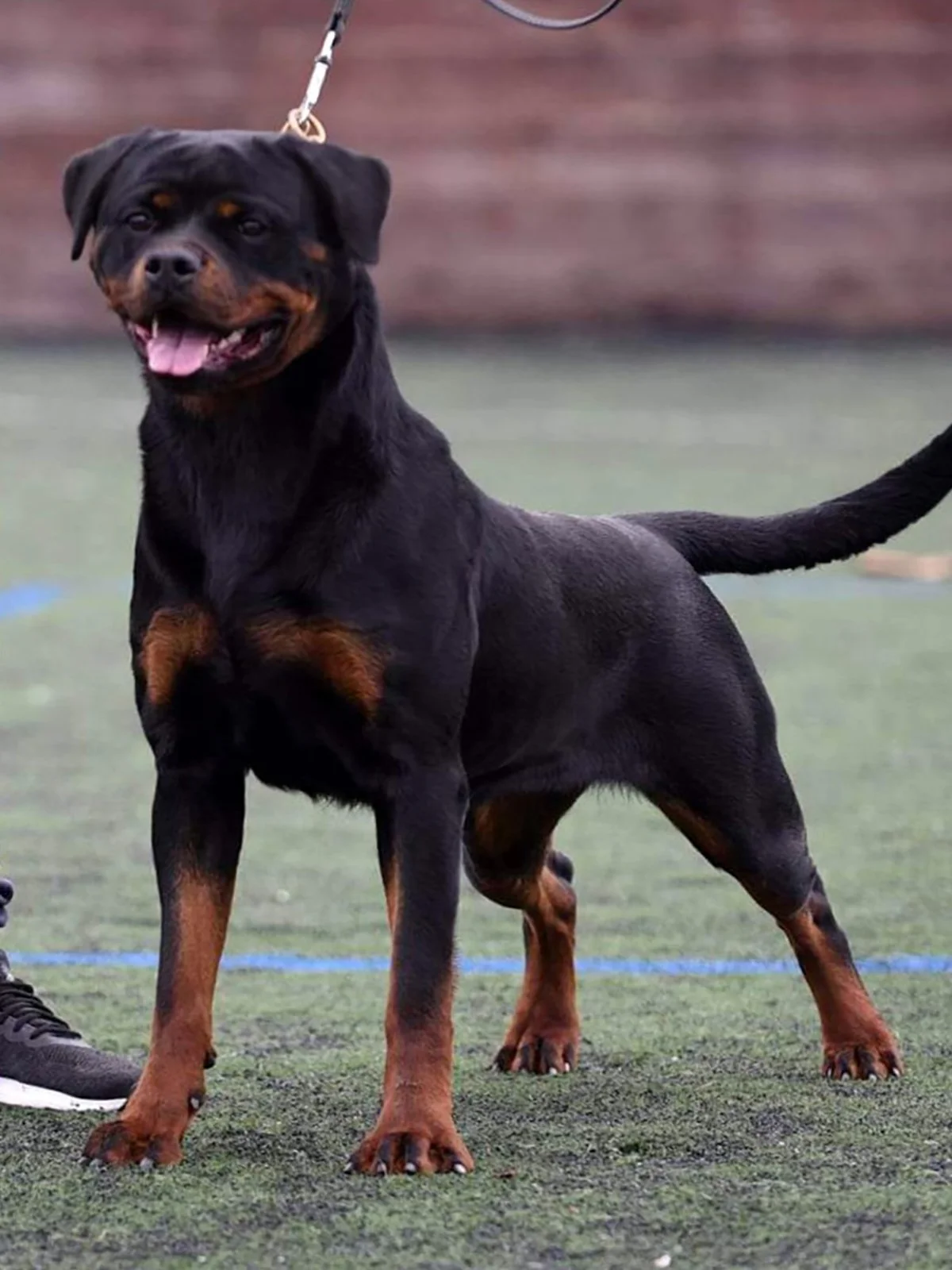 DKV Rottweilers | German Rottweiler Puppies For Sale | Rico-Sophie