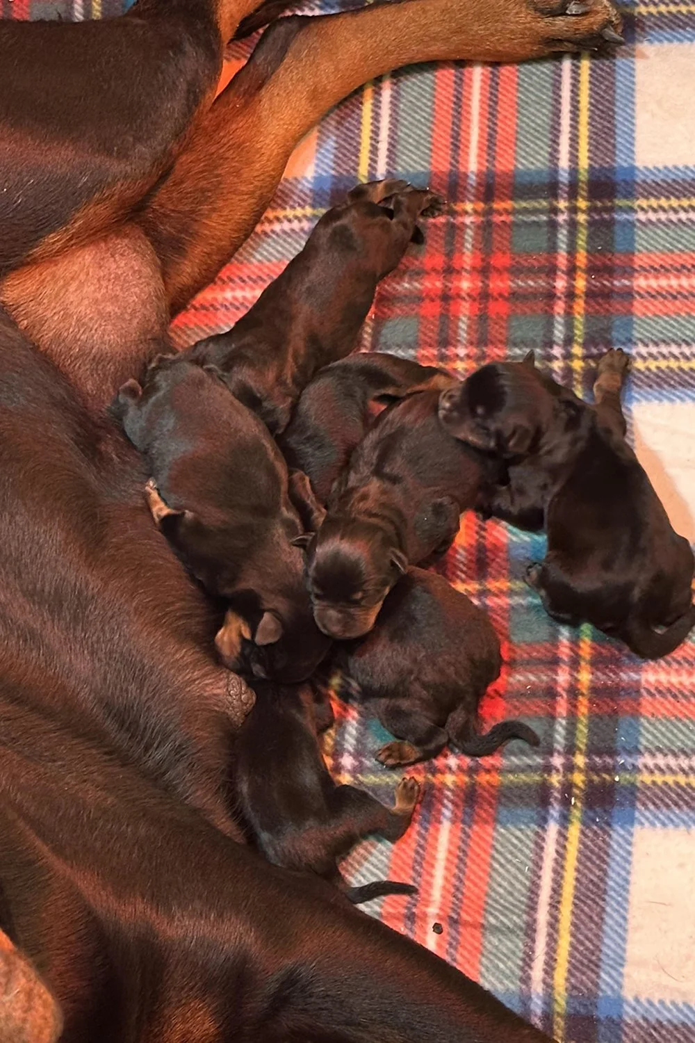 DKV Rottweilers | German Rottweiler Puppies For Sale | Rico-Sophie