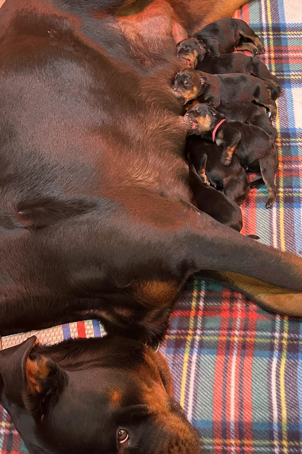 DKV Rottweilers | German Rottweiler Puppies For Sale | Rico-Sophie