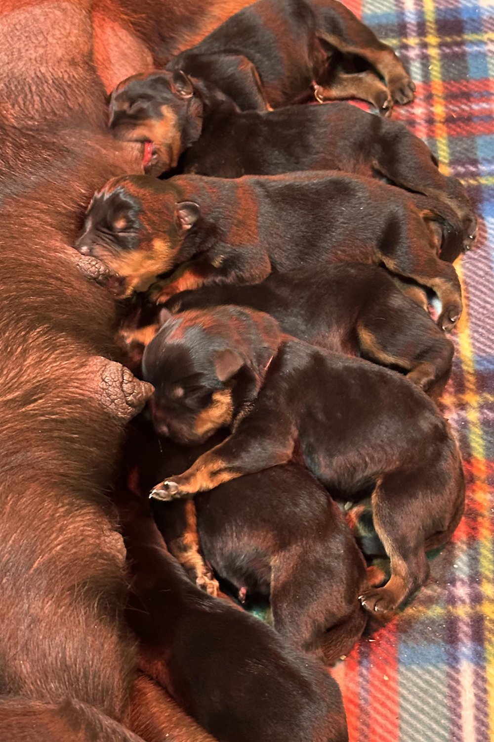 DKV Rottweilers | German Rottweiler Puppies For Sale | Rico-Sophie