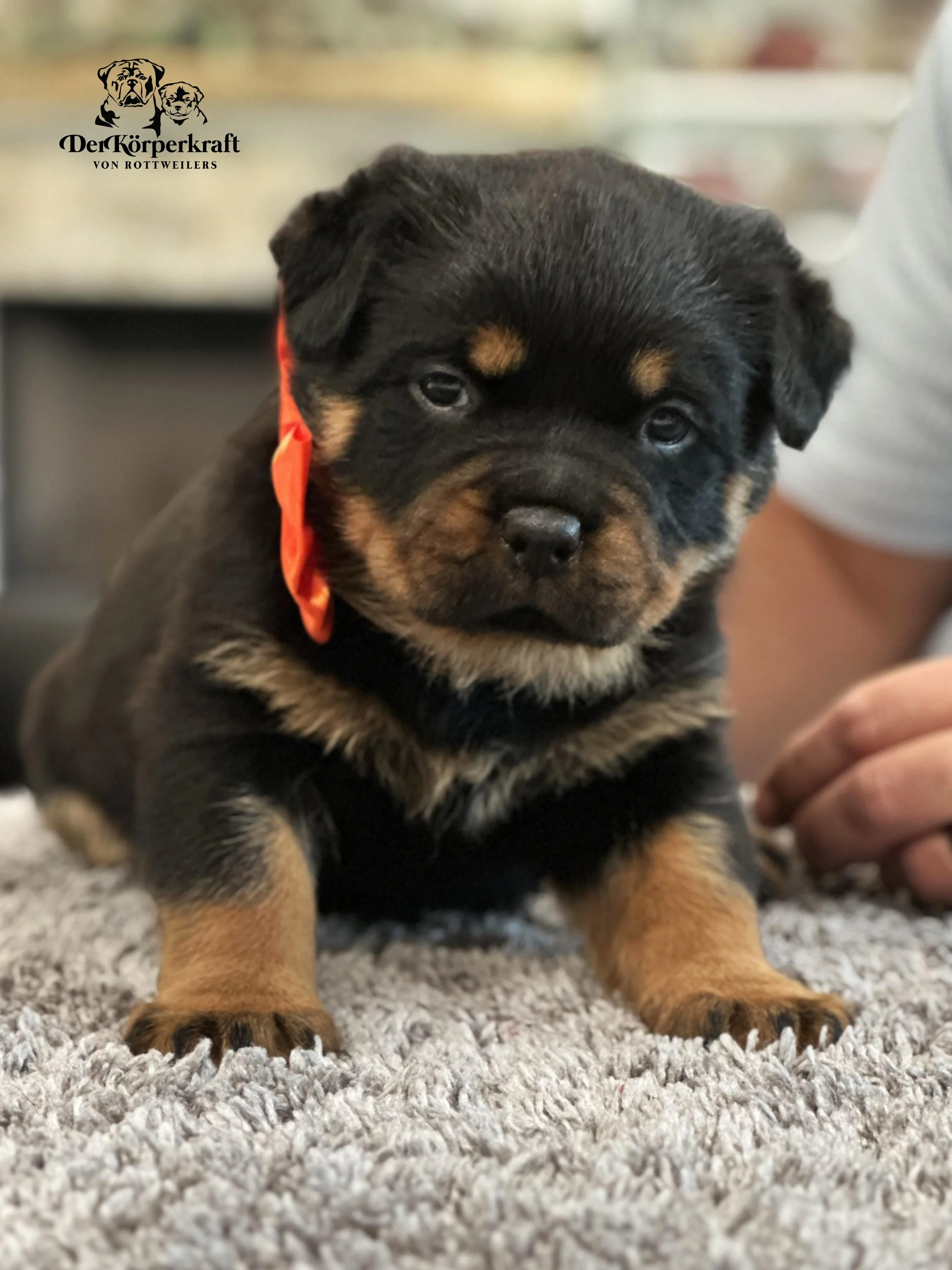 DKV Rottweilers | German Rottweiler Puppies For Sale | JohnWick-Freaka