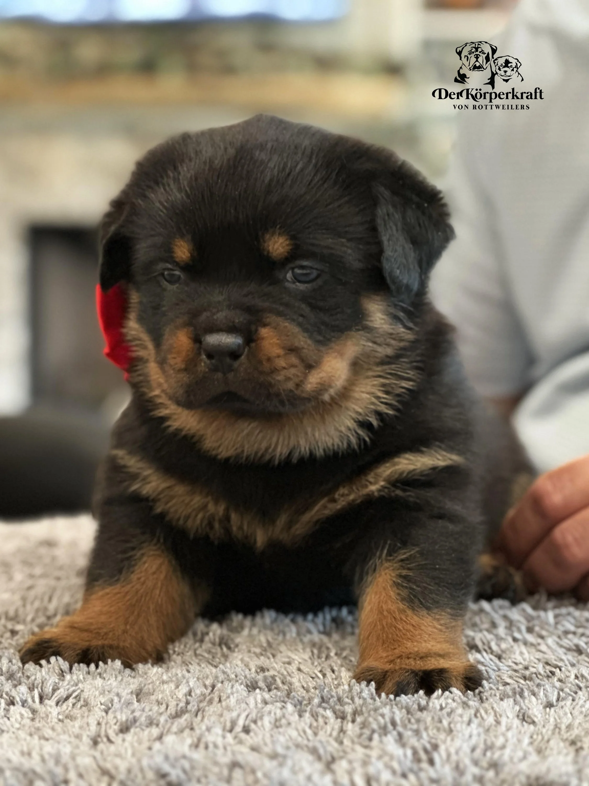 DKV Rottweilers | German Rottweiler Puppies For Sale | JohnWick-Freaka