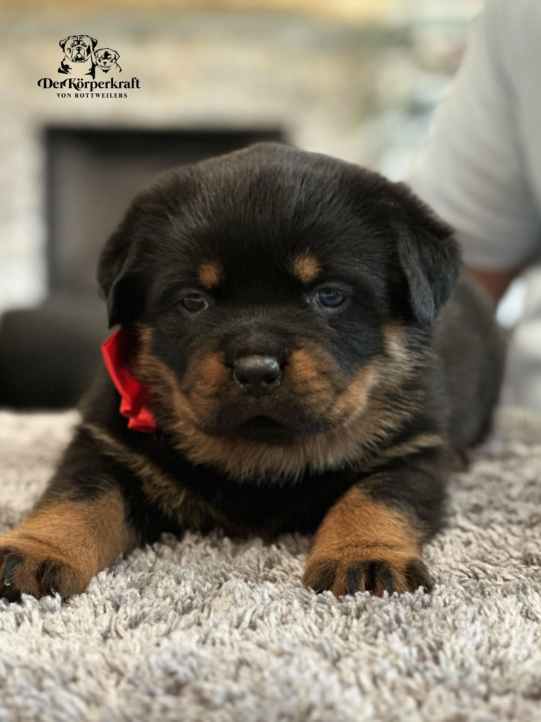 DKV Rottweilers | German Rottweiler Puppies For Sale | JohnWick-Freaka