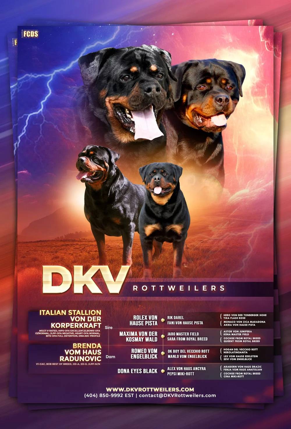 DKV Rottweilers | German Rottweiler Puppies For Sale