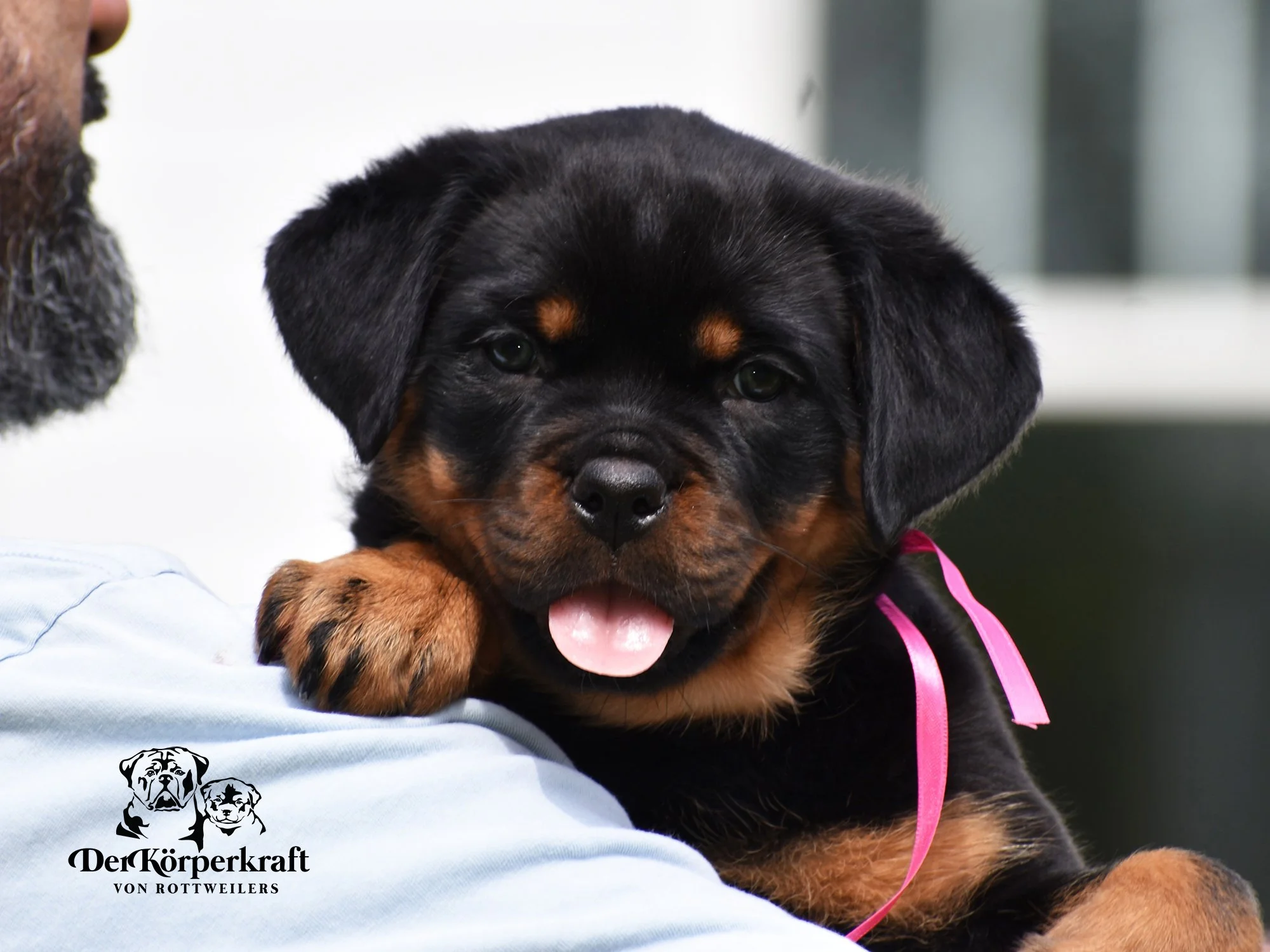 DKV Rottweilers | German Rottweiler Puppies For Sale | JohnWick-Freaka