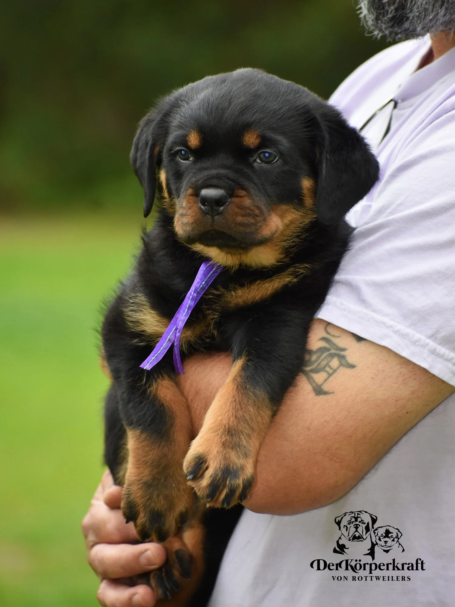 DKV Rottweilers | German Rottweiler Puppies For Sale | JohnWick-Freaka