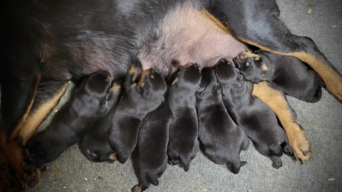 DKV Rottweilers | German Rottweiler Puppies For Sale | Kakadu-Cana