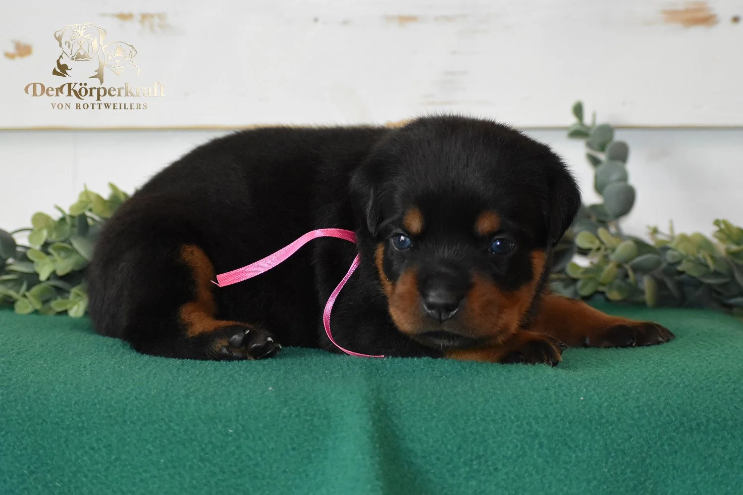 DKV Rottweilers | German Rottweiler Puppies For Sale | Kakadu-Cana