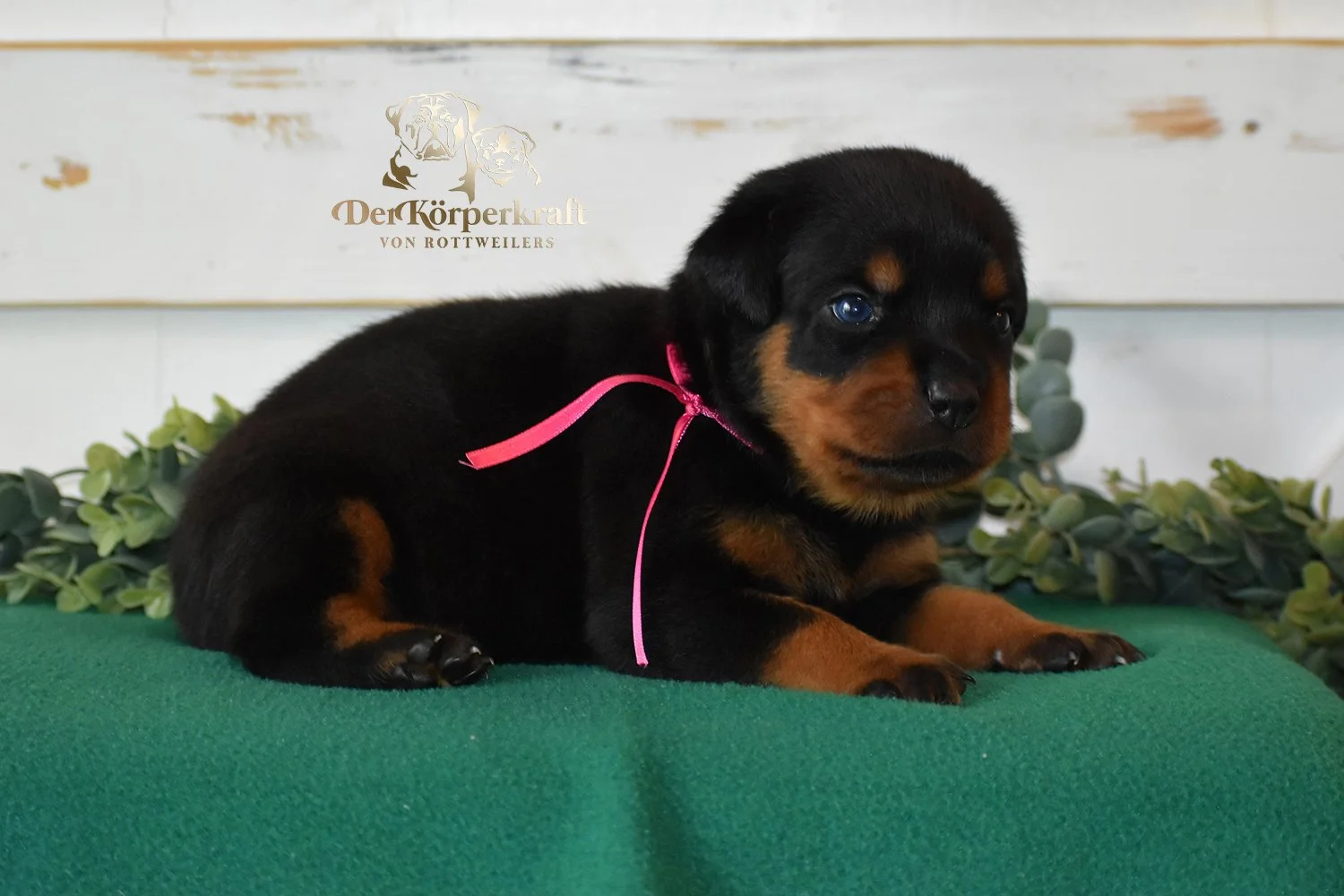 DKV Rottweilers | German Rottweiler Puppies For Sale | DKV Rottweilers ...