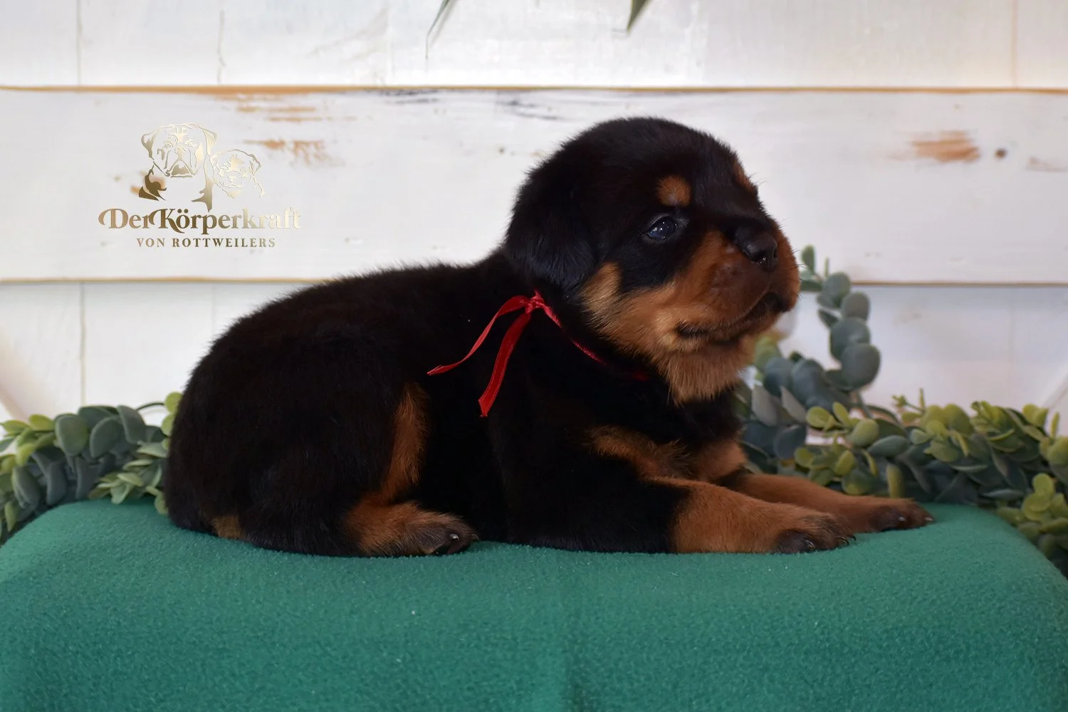 DKV Rottweilers | German Rottweiler Puppies For Sale | Kakadu-Cana