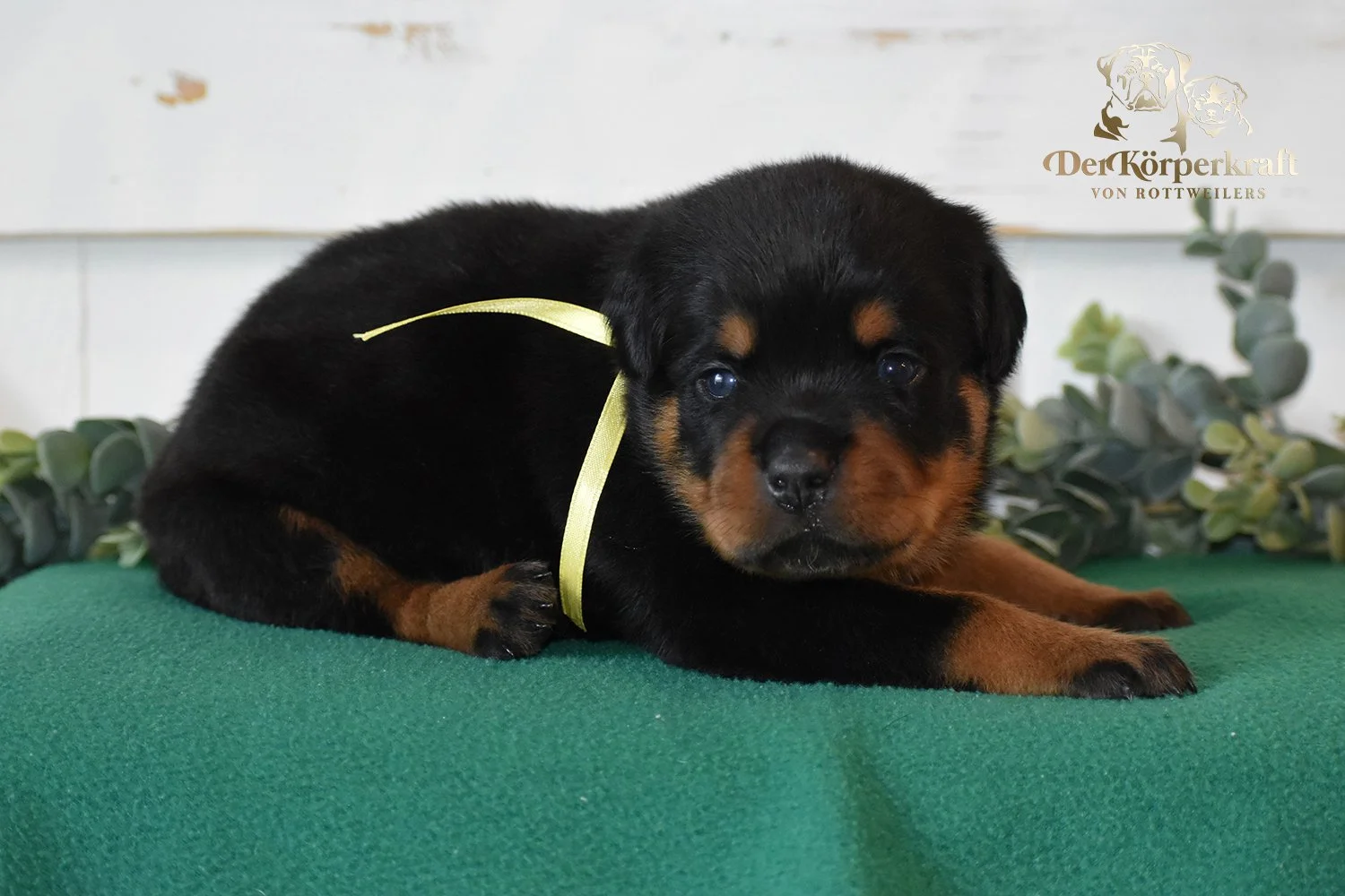 DKV Rottweilers | German Rottweiler Puppies For Sale | DKV Rottweilers ...