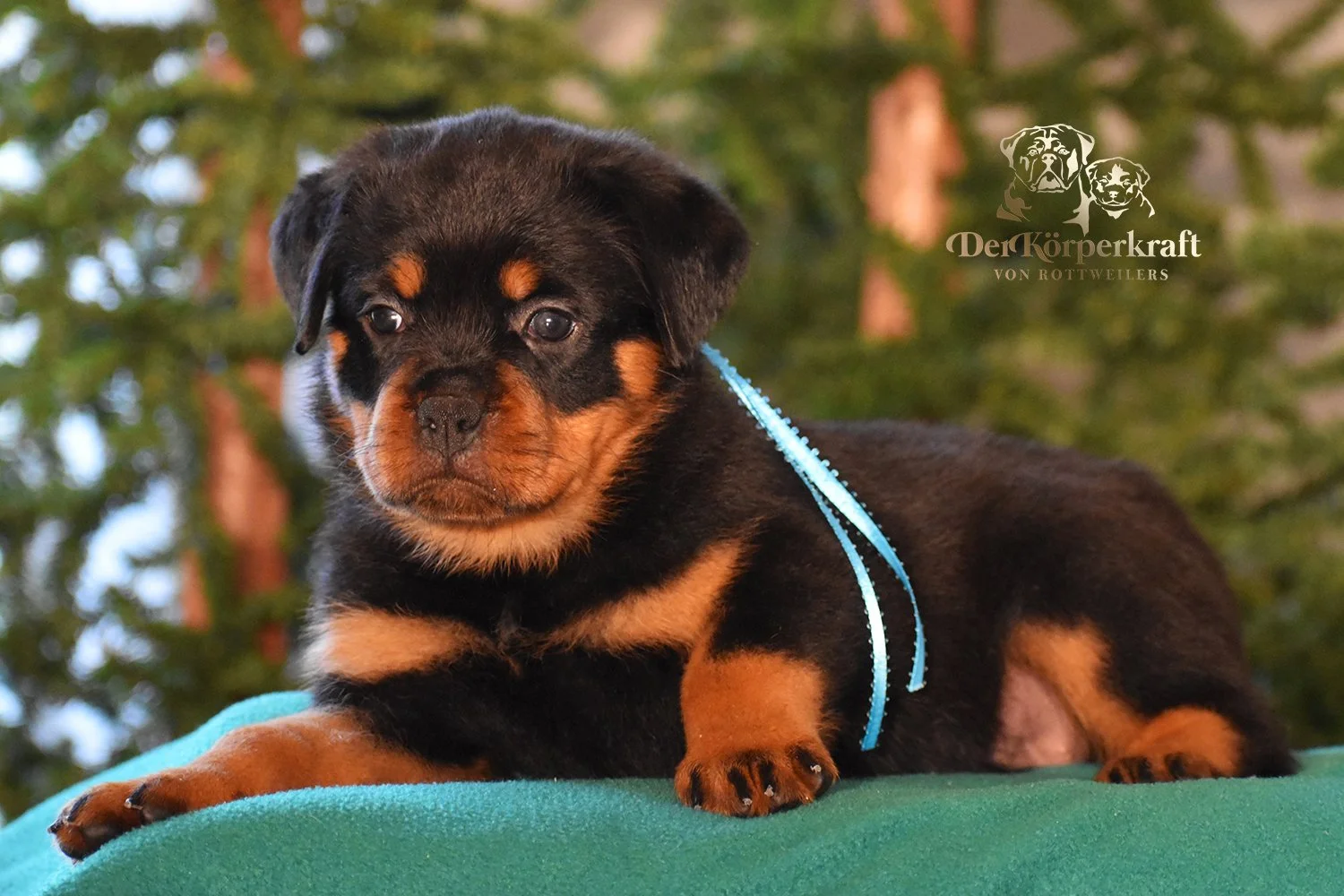 DKV Rottweilers | German Rottweiler Puppies For Sale | Kakadu-Cana