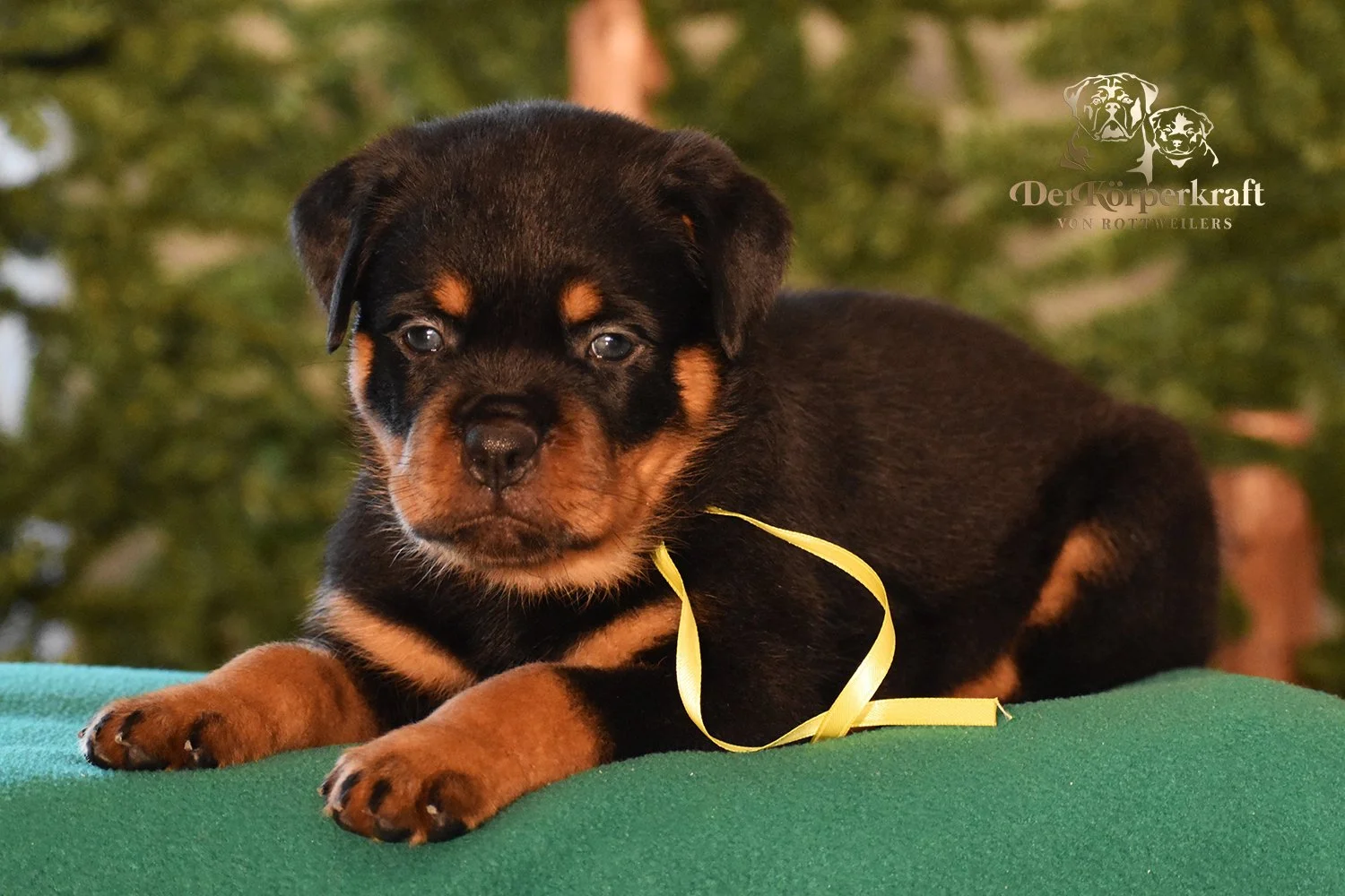 DKV Rottweilers | German Rottweiler Puppies For Sale | Kakadu-Cana