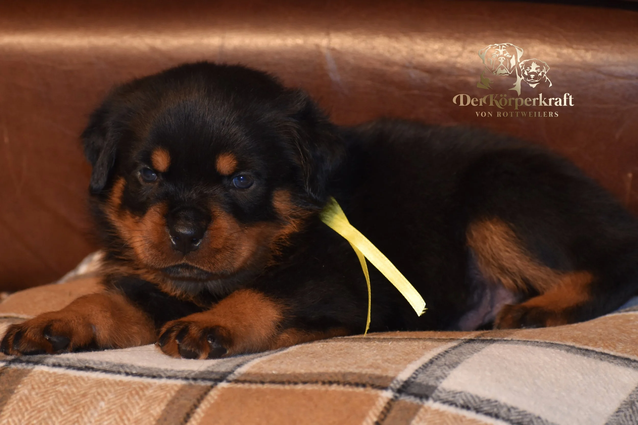 Yellow Collar Male