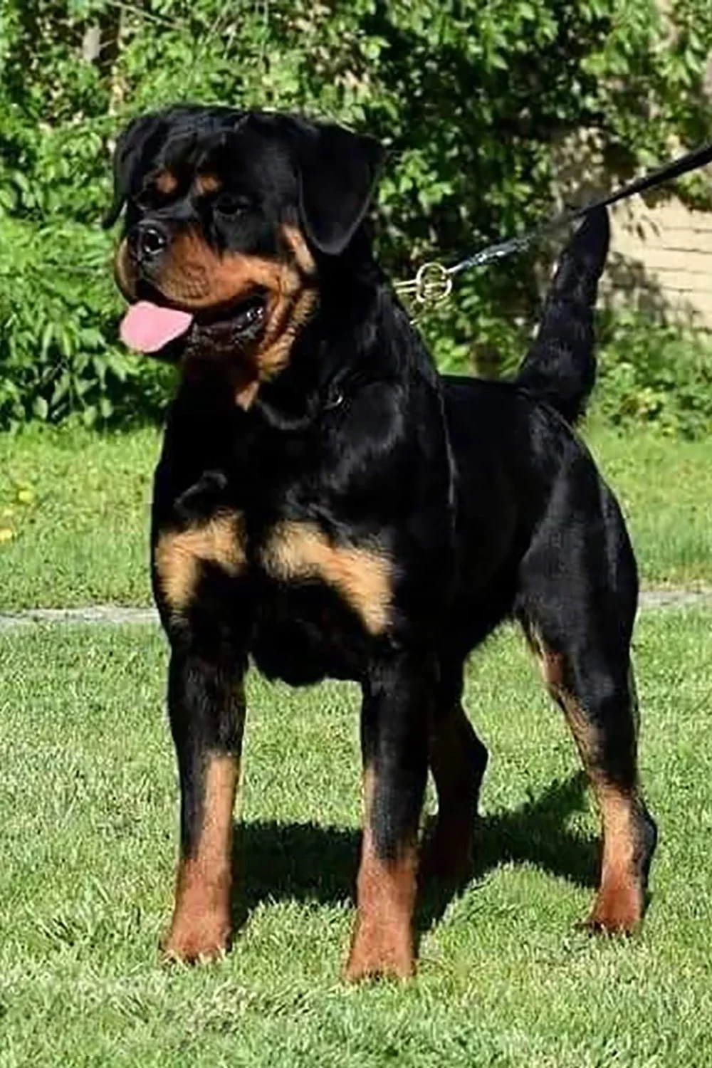 DKV Rottweilers | German Rottweiler Puppies For Sale | Pablo-Dina