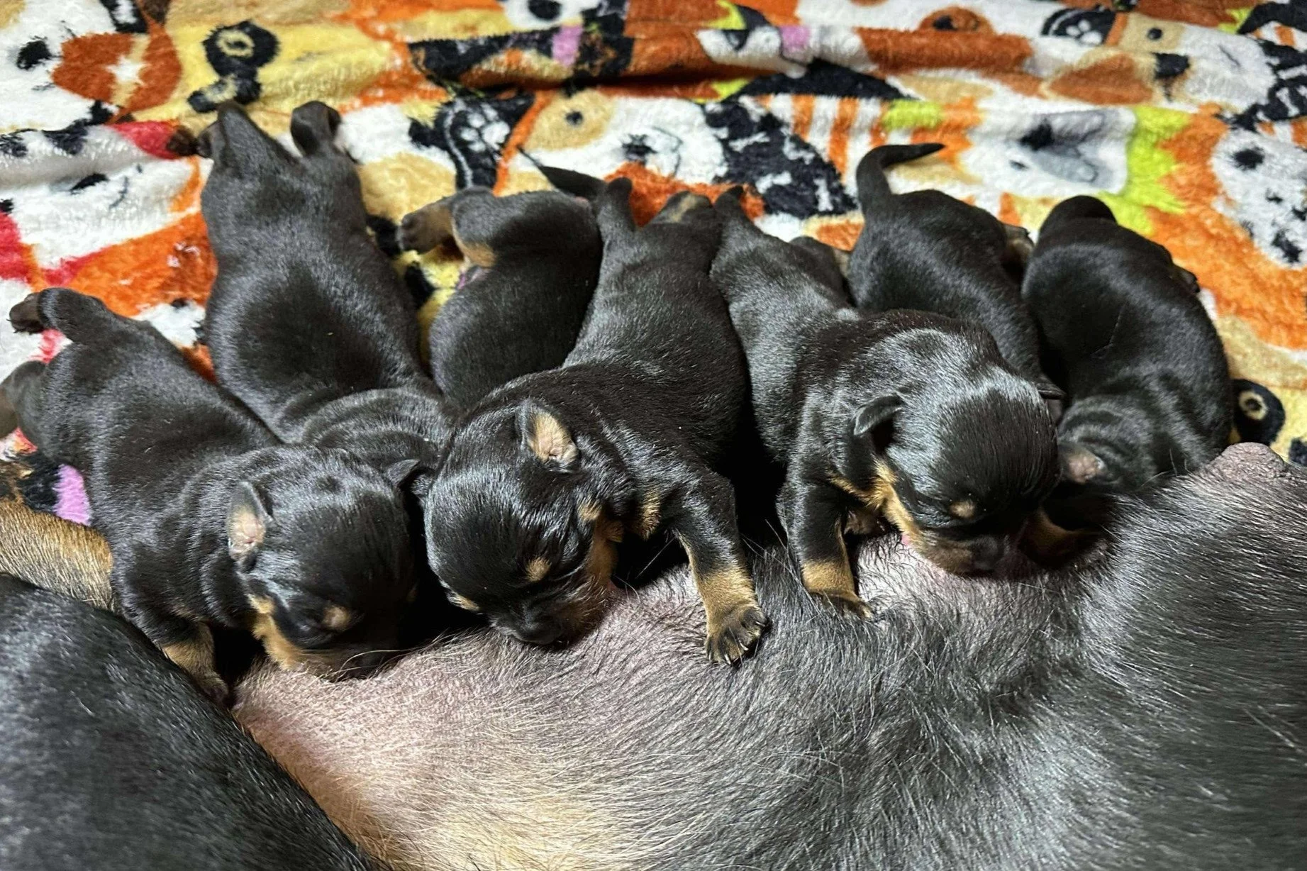 DKV Rottweilers | German Rottweiler Puppies For Sale | Pablo-Dina
