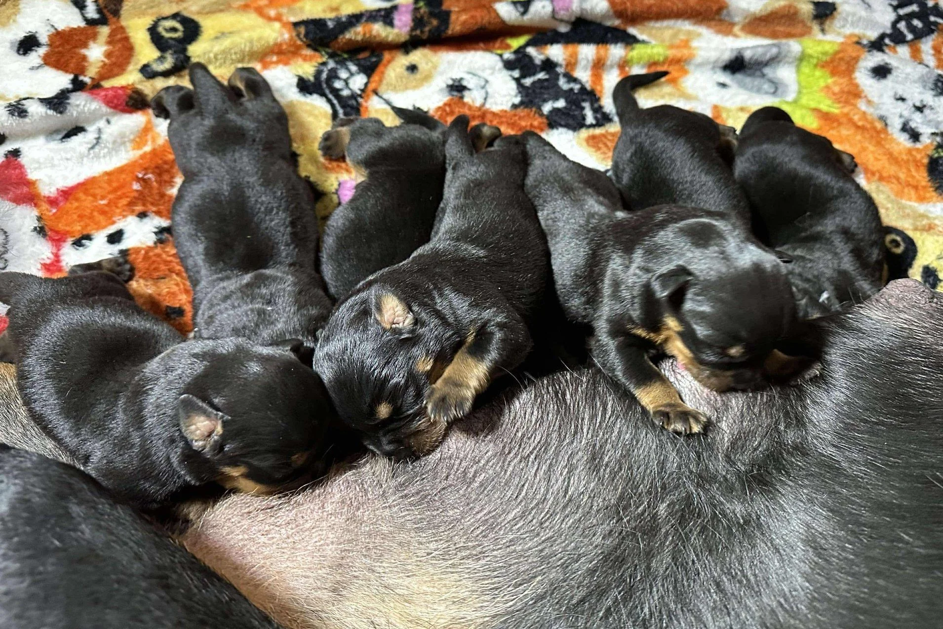 DKV Rottweilers | German Rottweiler Puppies For Sale | Pablo-Dina