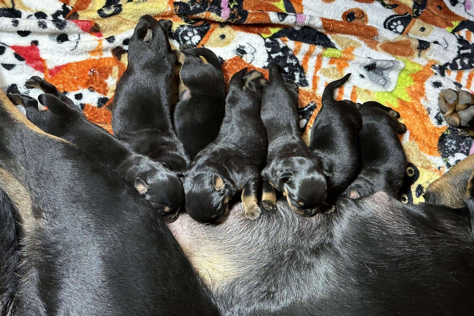 6F-Pablo-Dina-Litter-Birth (7).jpg