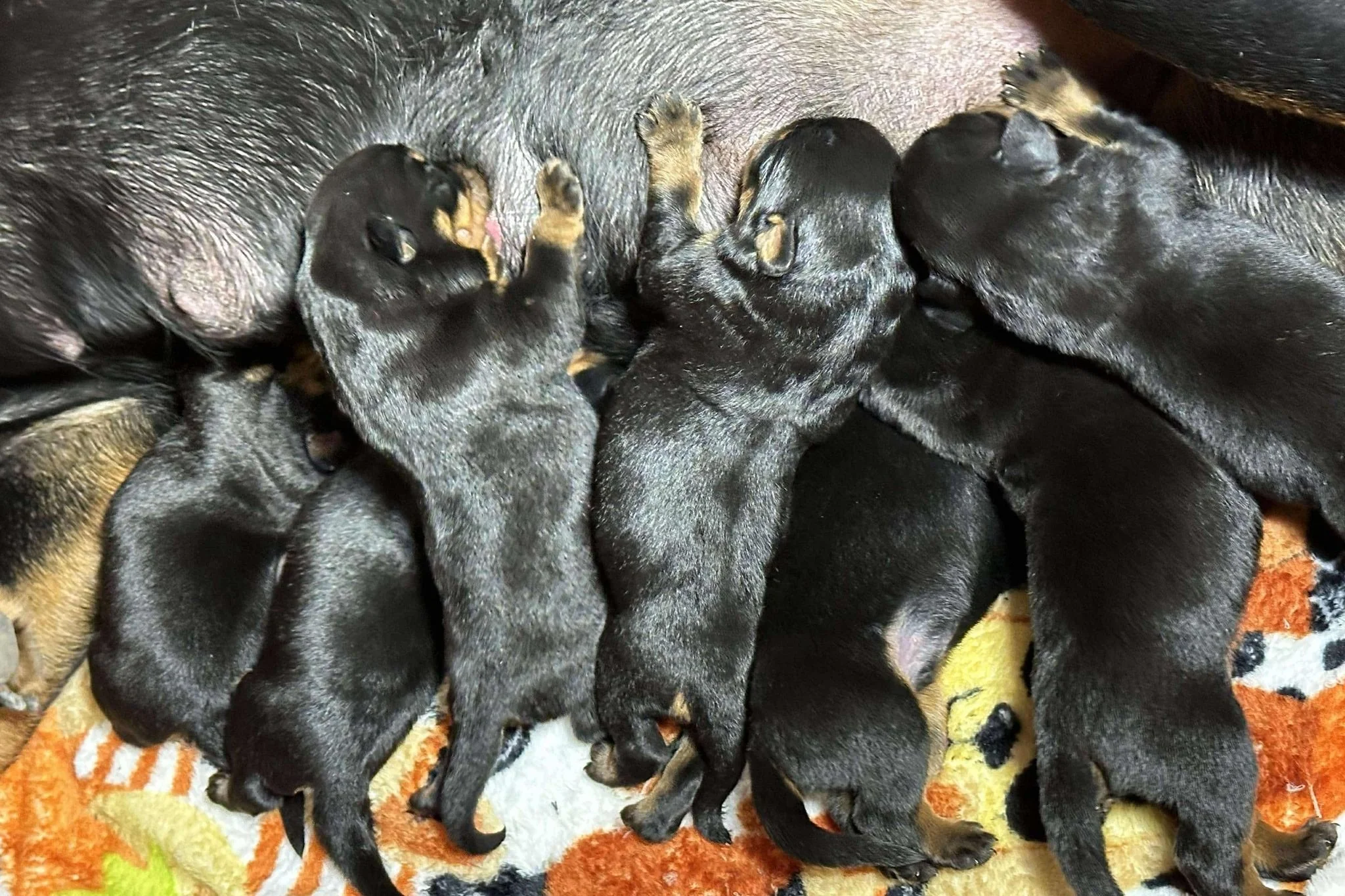 DKV Rottweilers | German Rottweiler Puppies For Sale | Pablo-Dina