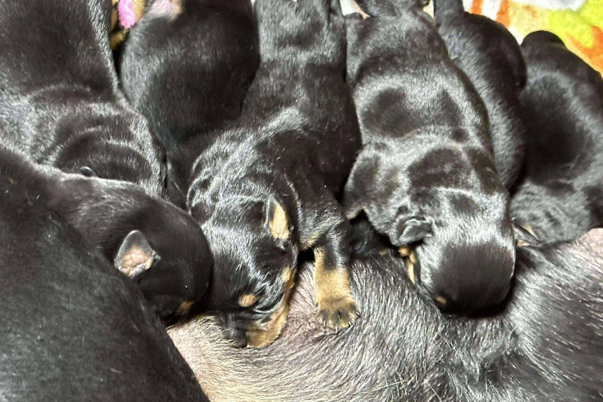 DKV Rottweilers | German Rottweiler Puppies For Sale | Pablo-Dina