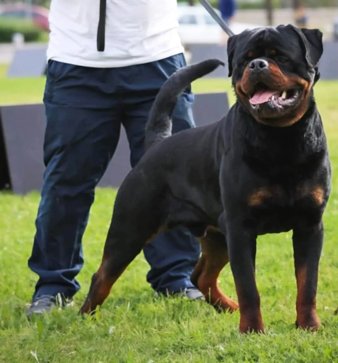 DKV Rottweilers | German Rottweiler Puppies For Sale | DKV Rottweilers ...