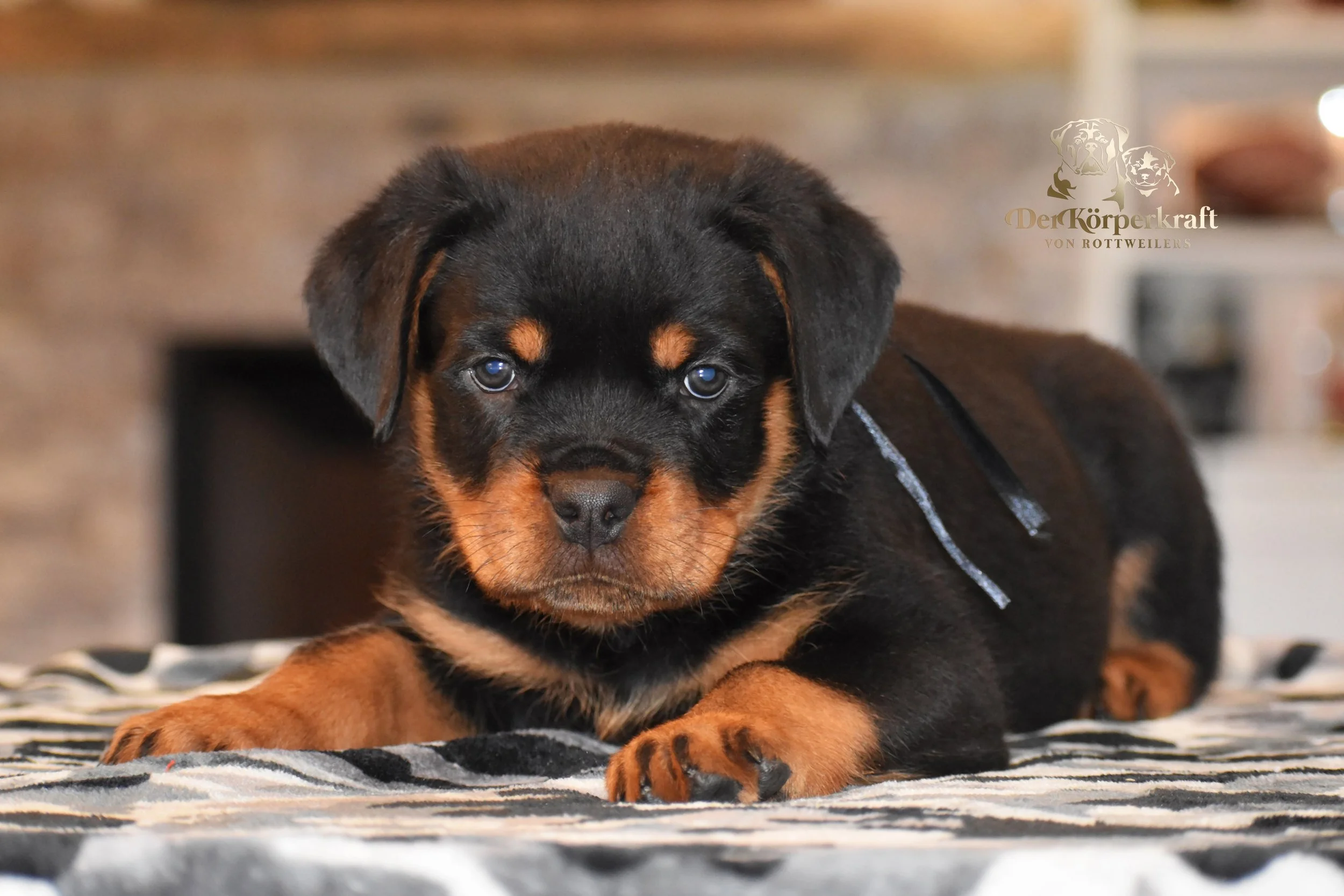DKV Rottweilers | German Rottweiler Puppies For Sale | DKV Rottweilers ...
