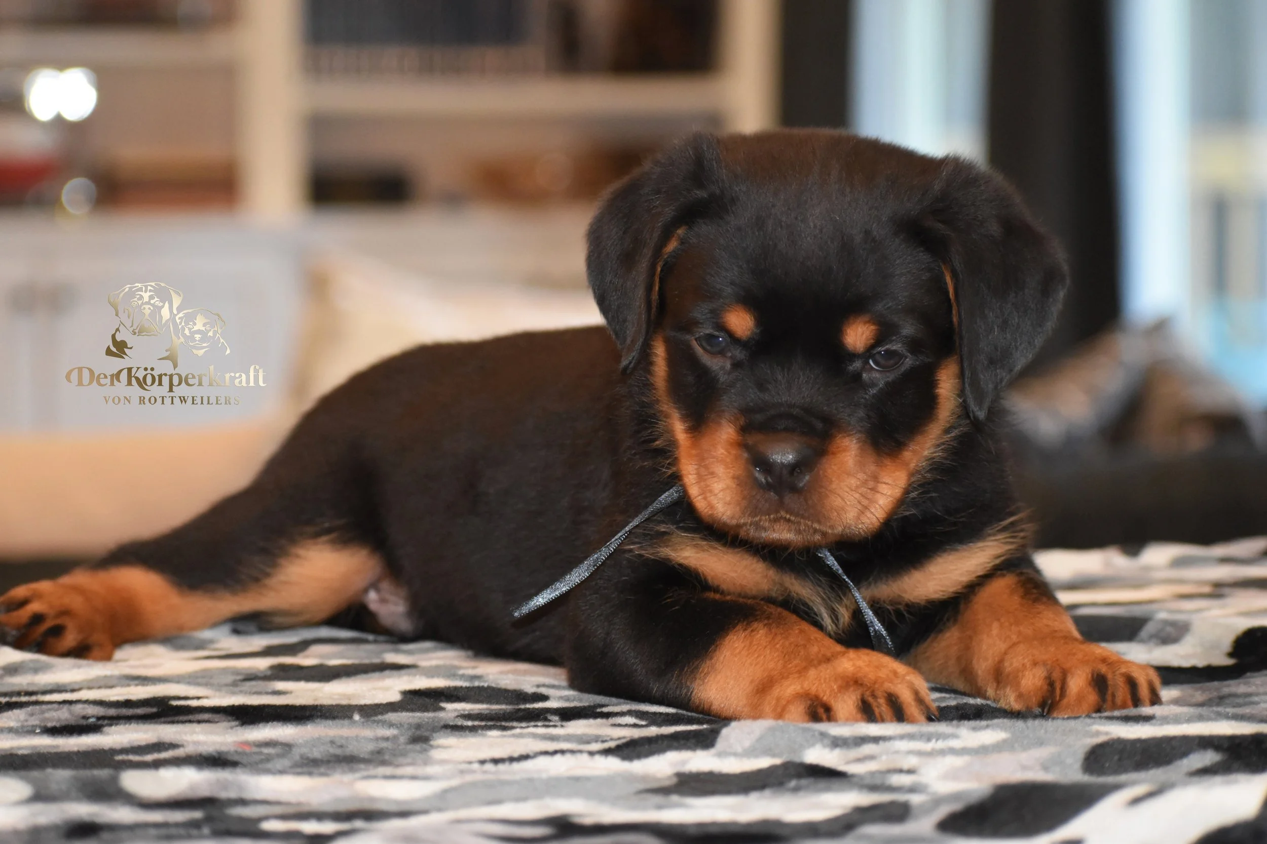 DKV Rottweilers | German Rottweiler Puppies For Sale | DKV Rottweilers ...