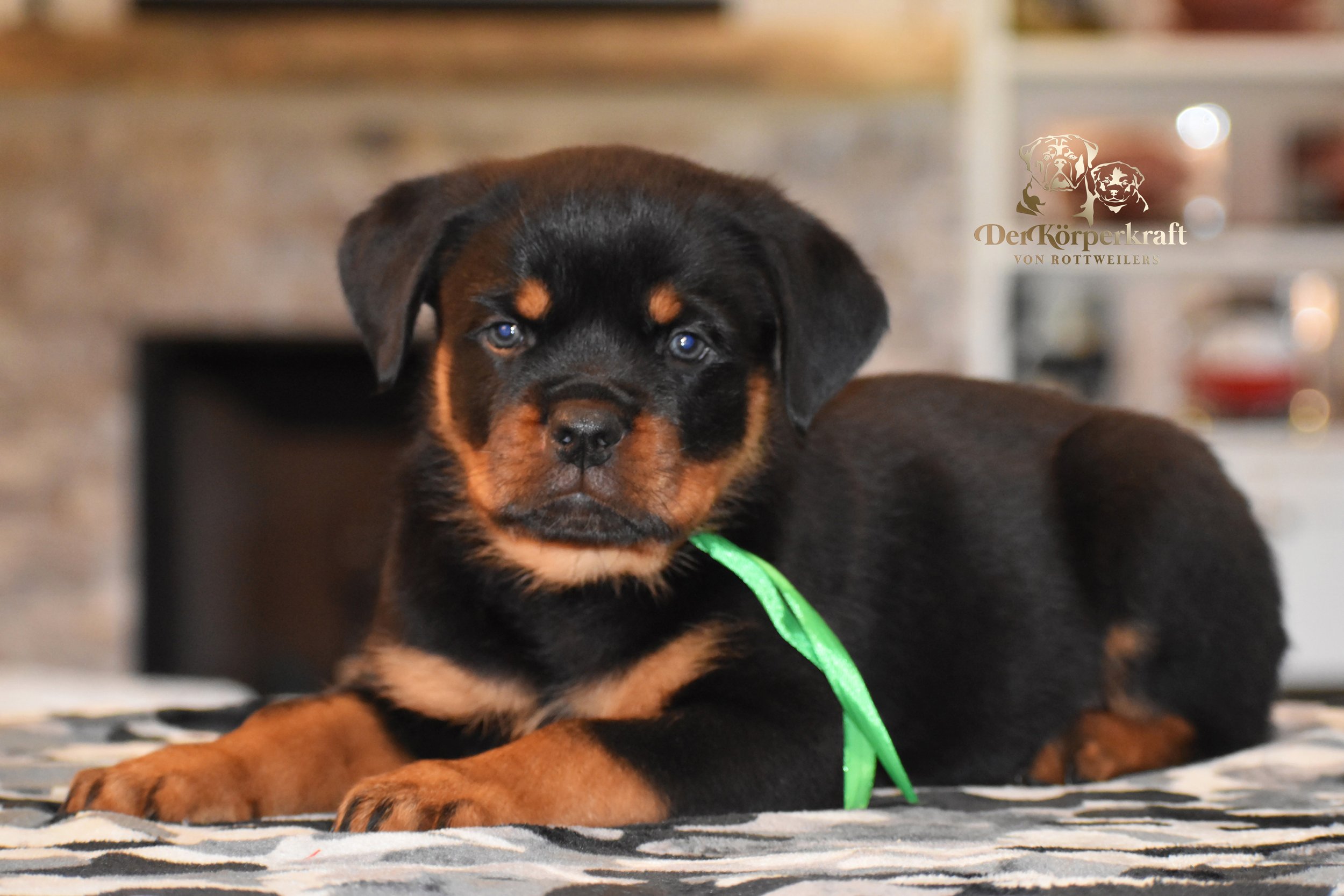 DKV Rottweilers | German Rottweiler Puppies For Sale | DKV Rottweilers ...
