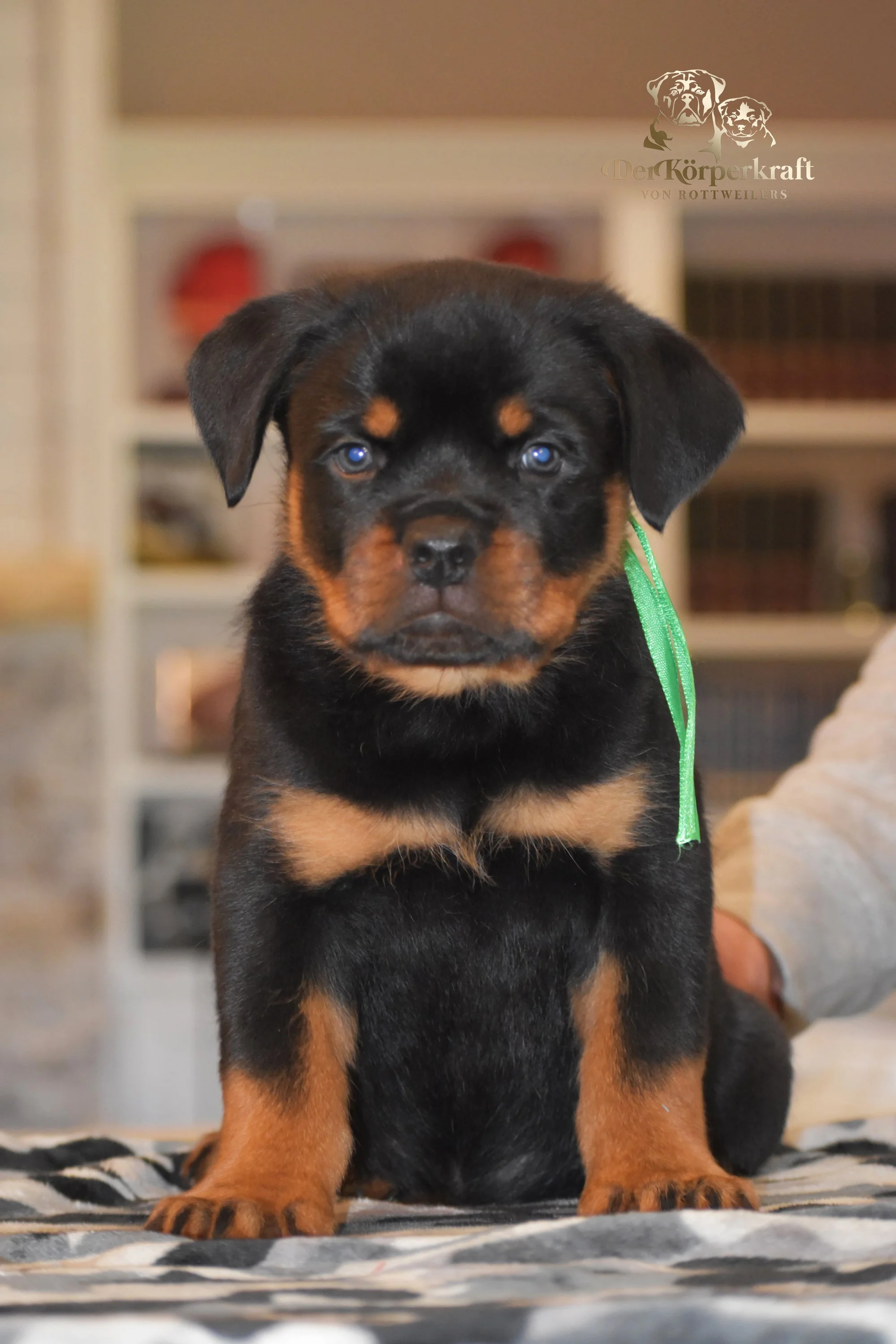 DKV Rottweilers | German Rottweiler Puppies For Sale | DKV Rottweilers ...