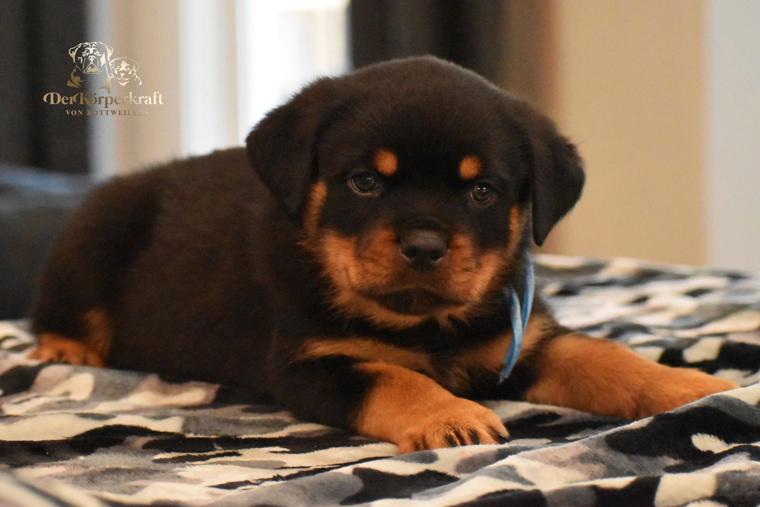 DKV Rottweilers | German Rottweiler Puppies For Sale | DKV Rottweilers ...