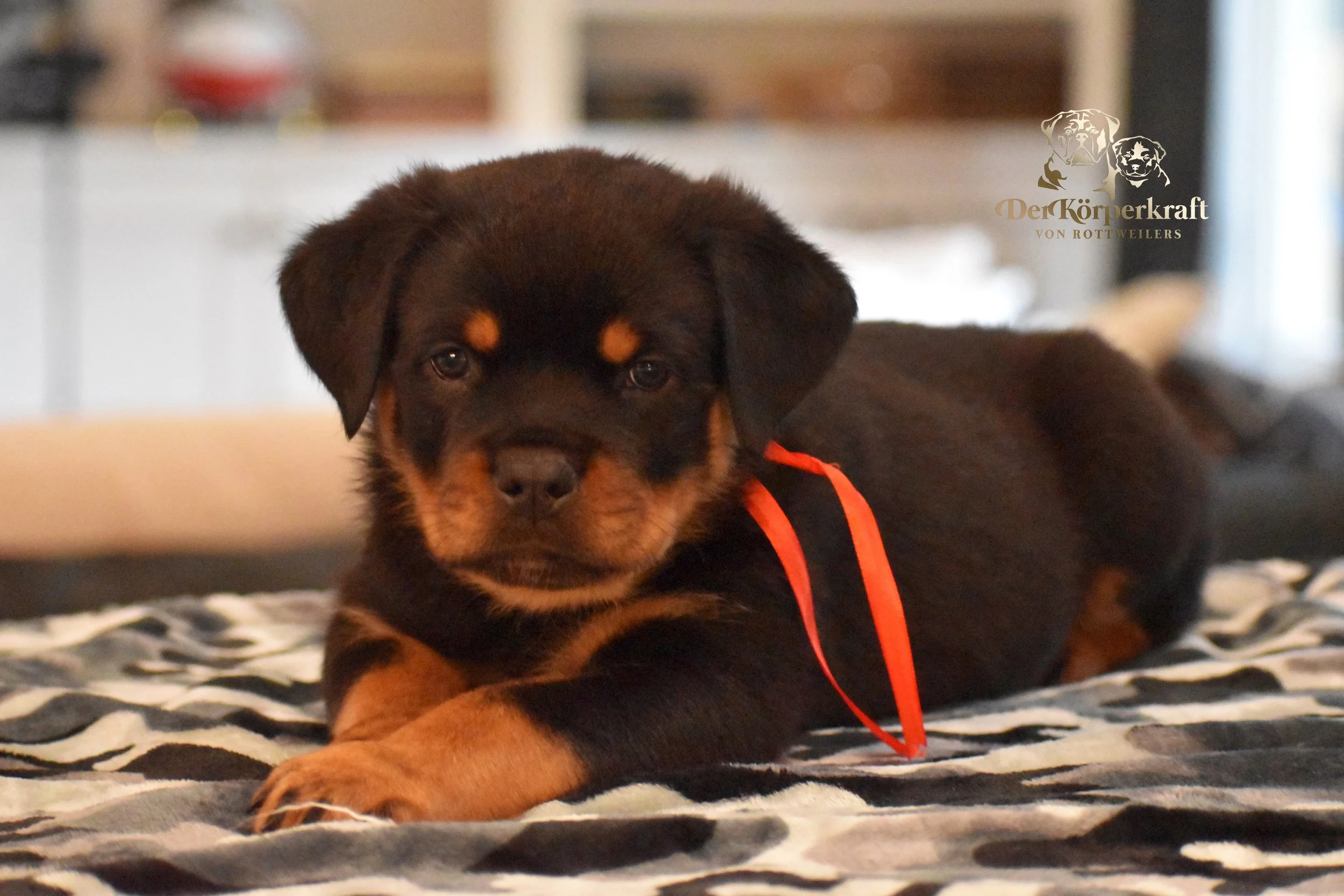 DKV Rottweilers | German Rottweiler Puppies For Sale | DKV Rottweilers ...