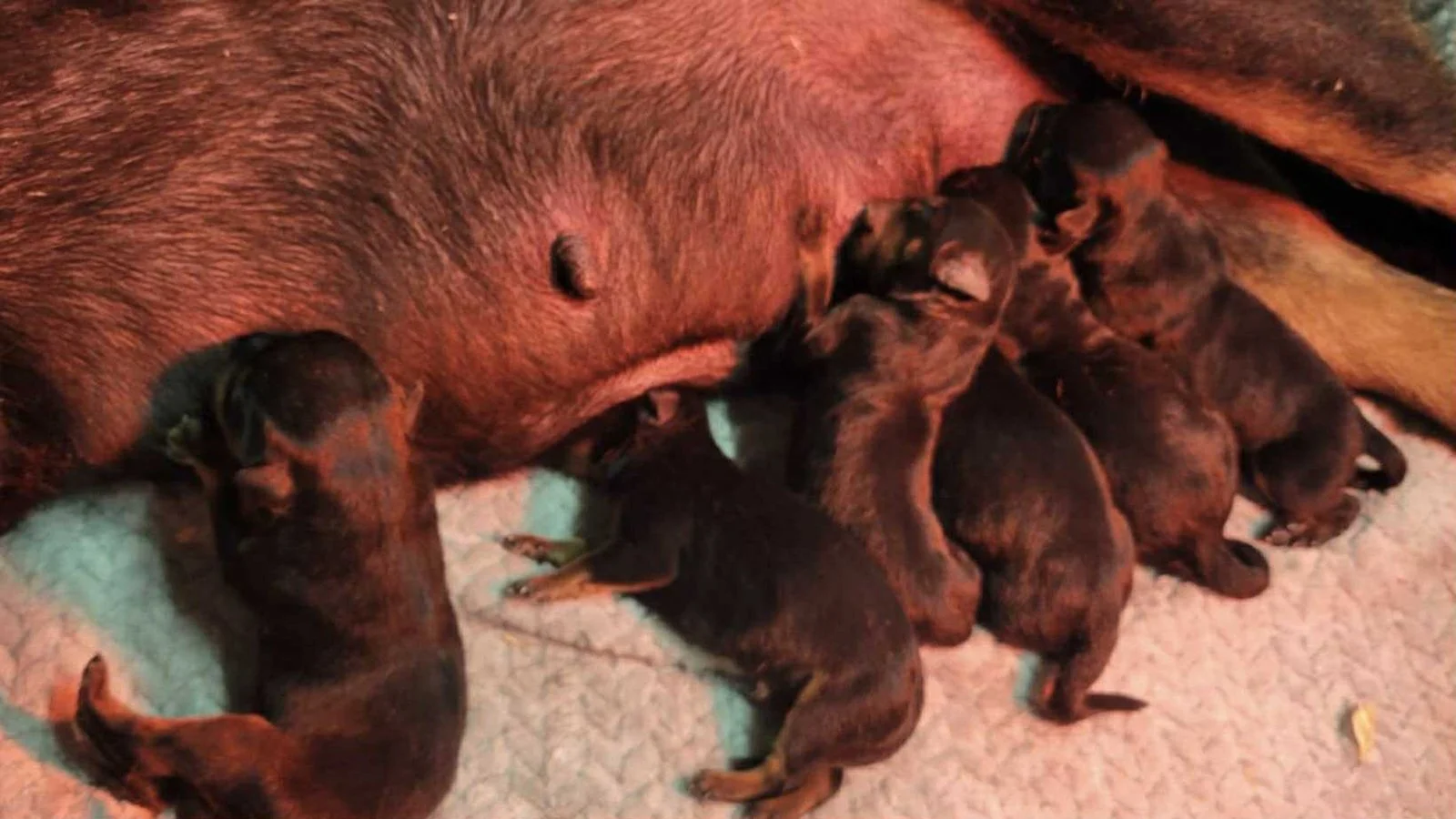 DKV Rottweilers | German Rottweiler Puppies For Sale | DKV Rottweilers ...