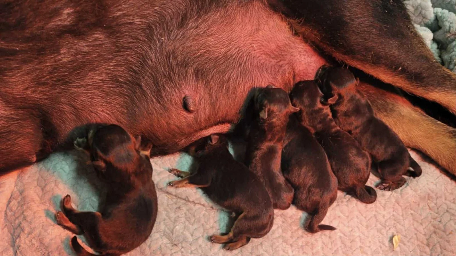 DKV Rottweilers | German Rottweiler Puppies For Sale | DKV Rottweilers ...