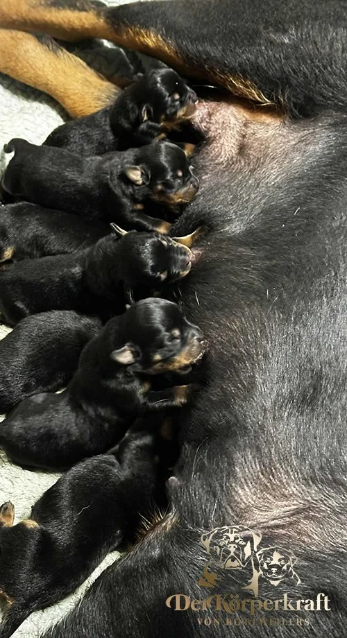 DKV Rottweilers | German Rottweiler Puppies For Sale | DKV Rottweilers ...