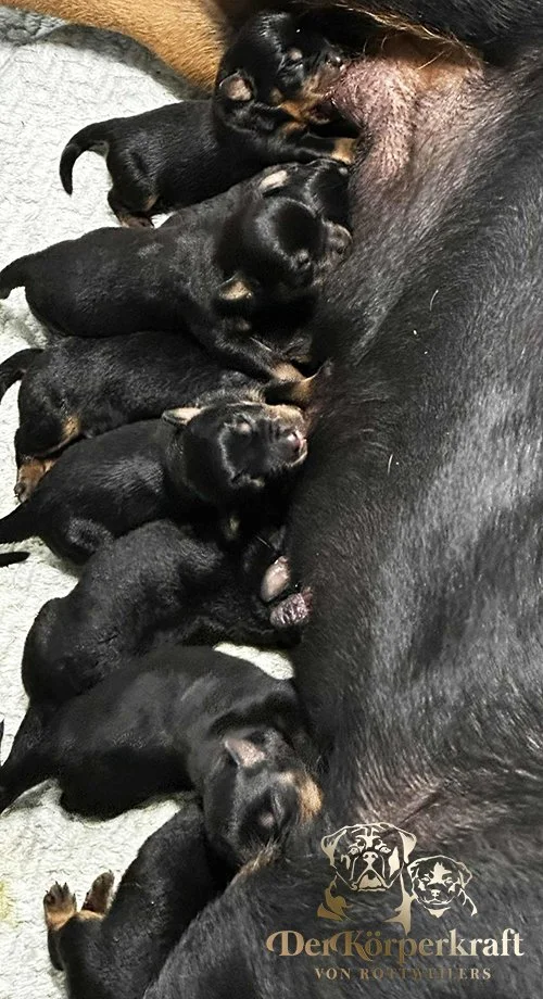 DKV Rottweilers | German Rottweiler Puppies For Sale | DKV Rottweilers ...