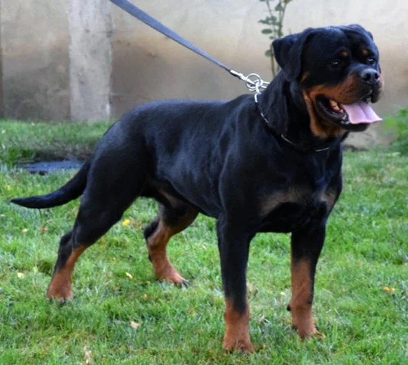 DKV Rottweilers | German Rottweiler Puppies For Sale | DKV Rottweilers ...