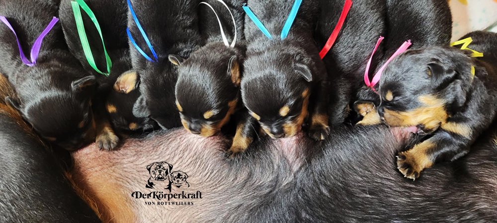 DKV Rottweilers | German Rottweiler Puppies For Sale | DKV Rottweilers ...