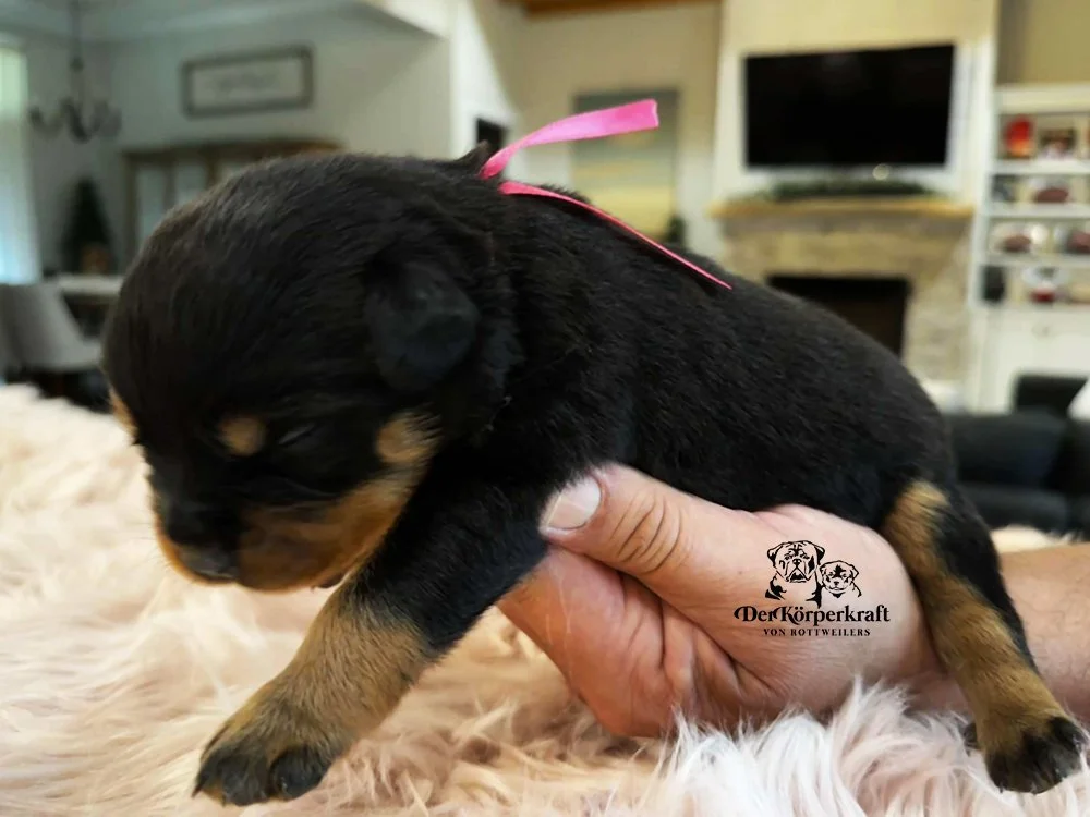 DKV Rottweilers | German Rottweiler Puppies For Sale | DKV Rottweilers ...