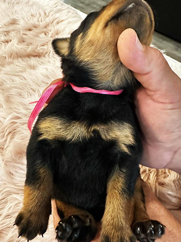 DKV Rottweilers | German Rottweiler Puppies For Sale | DKV Rottweilers ...