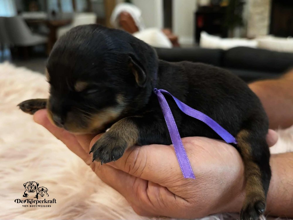 DKV Rottweilers | German Rottweiler Puppies For Sale | DKV Rottweilers ...