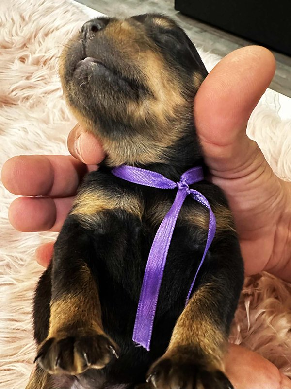 DKV Rottweilers | German Rottweiler Puppies For Sale | DKV Rottweilers ...