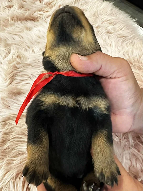 DKV Rottweilers | German Rottweiler Puppies For Sale | DKV Rottweilers ...