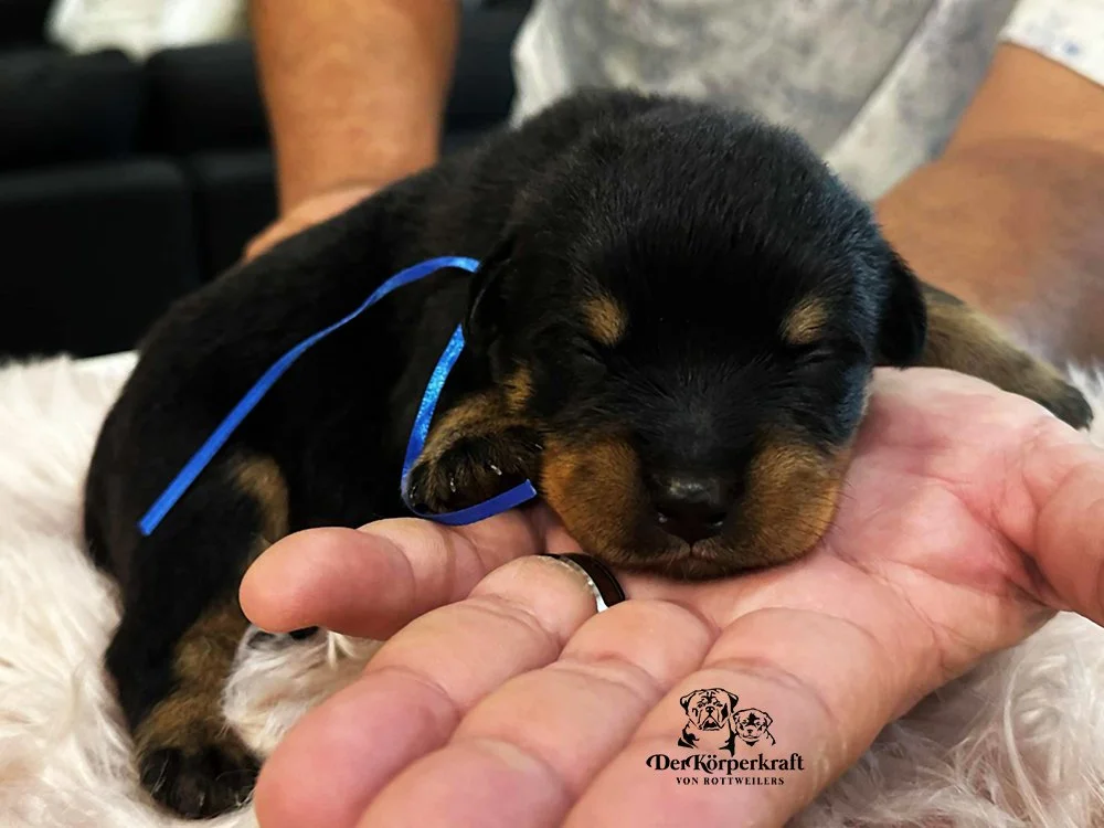DKV Rottweilers | German Rottweiler Puppies For Sale | DKV Rottweilers ...