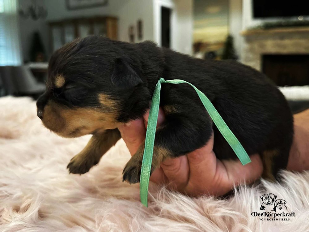 DKV Rottweilers | German Rottweiler Puppies For Sale | DKV Rottweilers ...