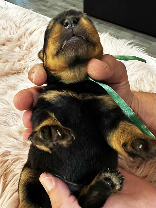 DKV Rottweilers | German Rottweiler Puppies For Sale | DKV Rottweilers ...