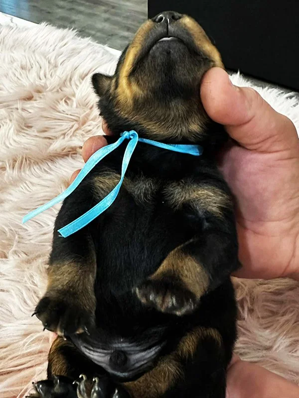 DKV Rottweilers | German Rottweiler Puppies For Sale | DKV Rottweilers ...