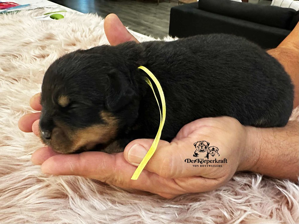 DKV Rottweilers | German Rottweiler Puppies For Sale | DKV Rottweilers ...