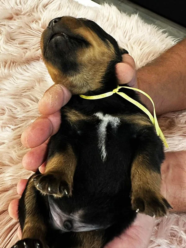 DKV Rottweilers | German Rottweiler Puppies For Sale | DKV Rottweilers ...