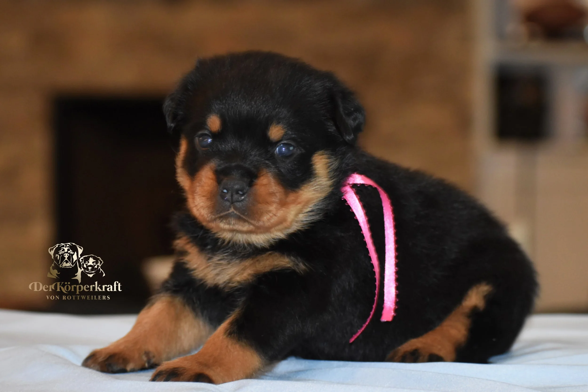 DKV Rottweilers | German Rottweiler Puppies For Sale | DKV Rottweilers ...